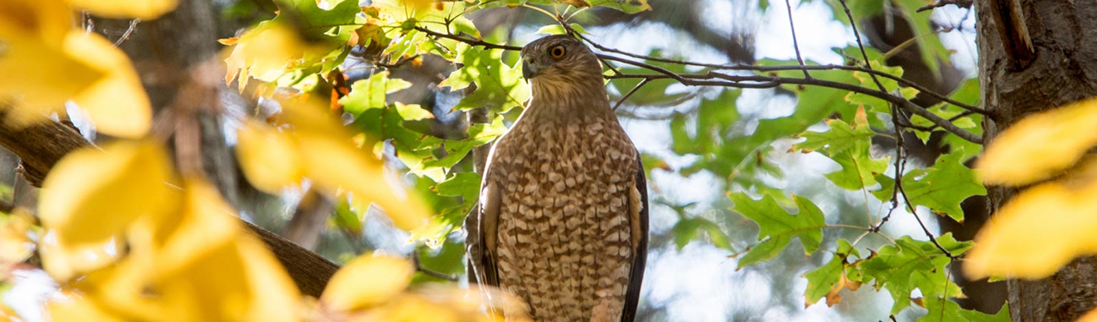 Hawk in one of the many Ocean County Parks and Recreation parks.