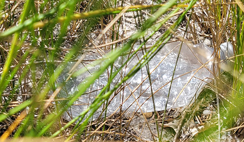 bottle in park