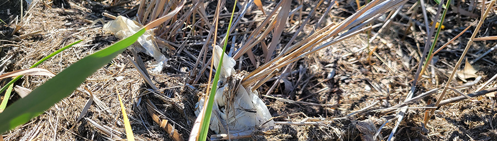 beach garbage 2